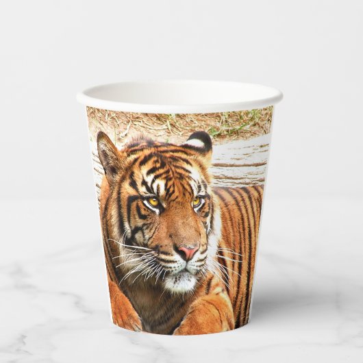 Gobelets En Papier Tigre (Recto)