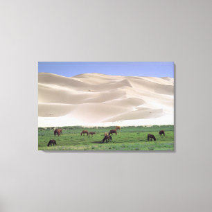 Gobiwoestijn Wilde paarden Canvas Afdruk