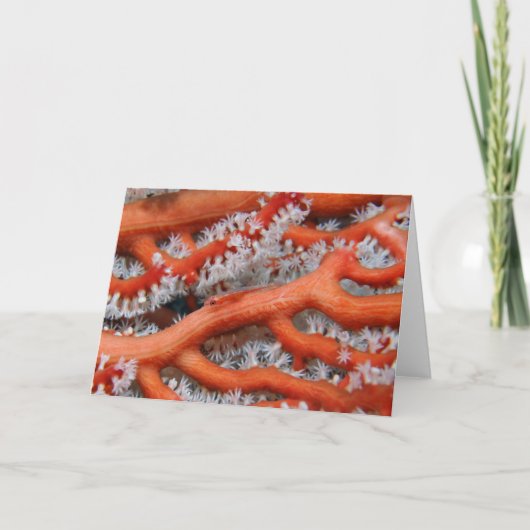 Goby Kaart (Voorkant)