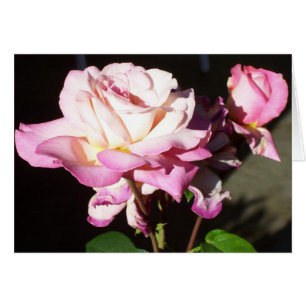 God heeft ons Rozen gegeven