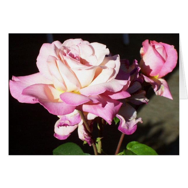 God heeft ons Rozen gegeven (Voorkant Horizontaal)
