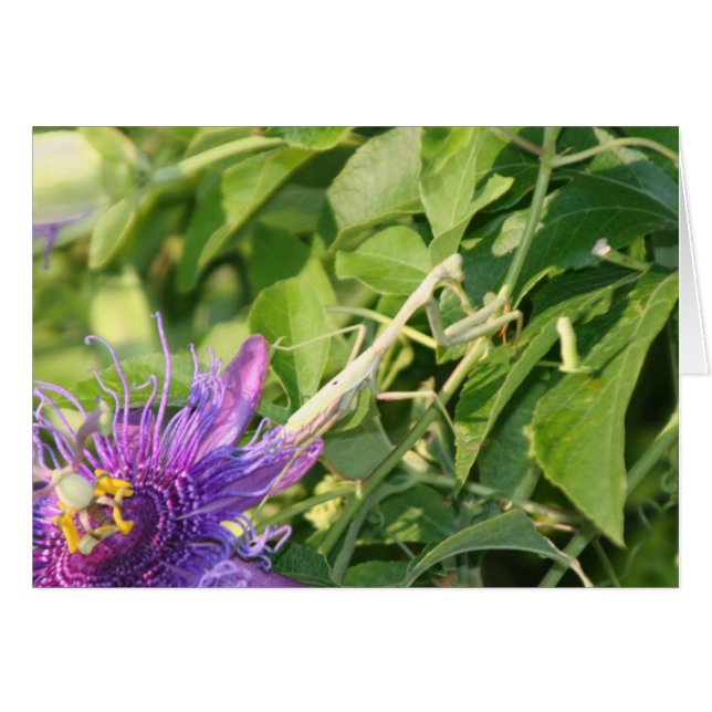 God zit in de details (Voorkant Horizontaal)