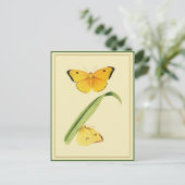 Godart's Colias Butterfly Briefkaart (Staand voorkant)