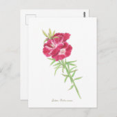 Godetia Briefkaart (Voorkant / Achterkant)