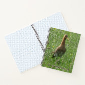 Godwit mignon dans la poussière d'herbe. Carnet d' (Intérieur)