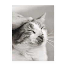 Goed kat! -Briefkaart