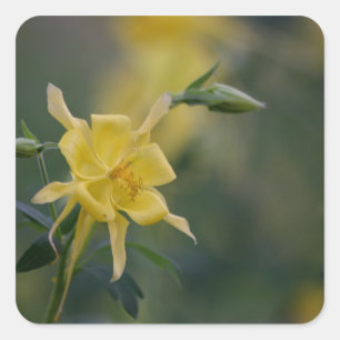 Goedemorgen gele bloemen vierkante sticker