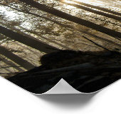 Goedemorgen in Pennsylvania Bossen Poster (Hoek)