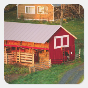 Goedemorgen op het boerderij. VS, Vermont, Vierkante Sticker
