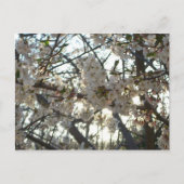 Goedenavond Cherry Blossom II Spring Sunset Briefkaart (Voorkant)