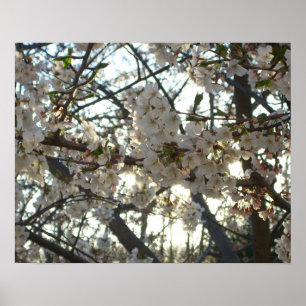 Goedenavond Cherry Blossom II Spring Sunset Poster