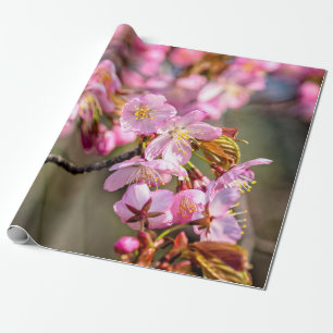 Goedkope cascade van Sakura Flowers op een lenteda Cadeaupapier