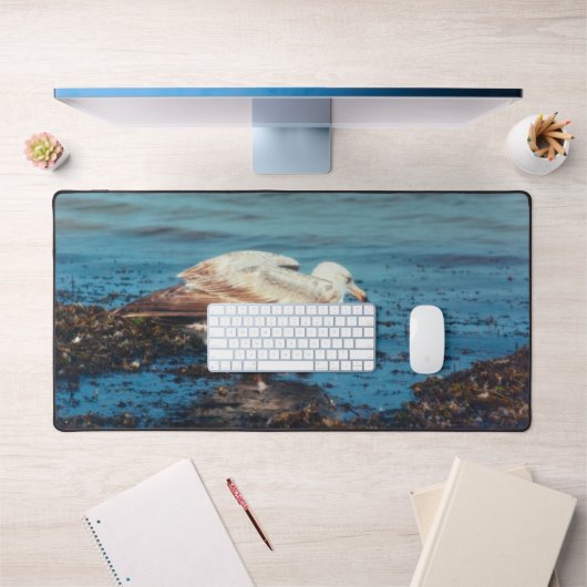 Goéland à hareng P1046 (Bureau 1)