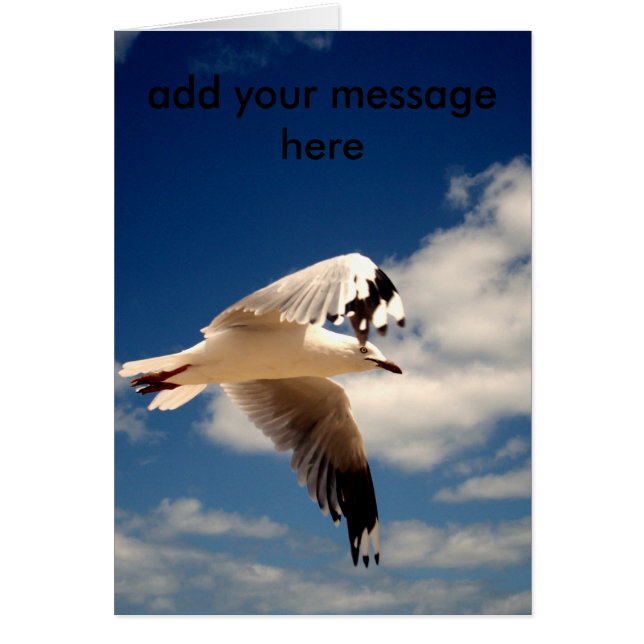 Goéland de mer blanc, (Devant)