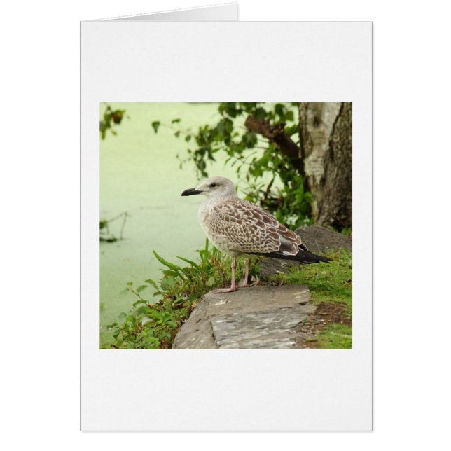 Goéland féminin (Devant)