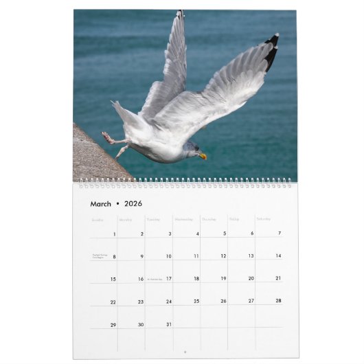 Goélands et mouettes Calendrier 12 mois (Mar 2026)
