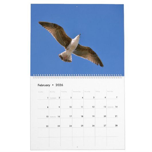 Goélands et mouettes Calendrier 12 mois (Feb 2026)
