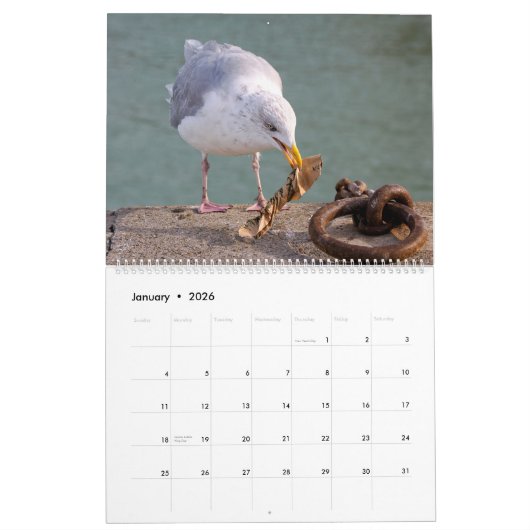 Goélands et mouettes Calendrier 12 mois (Jan 2026)