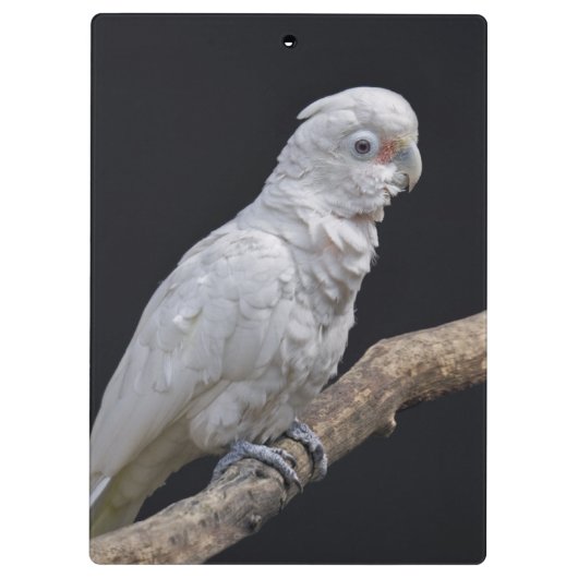 Goffin's Kaketoe Klembord (Achterkant)