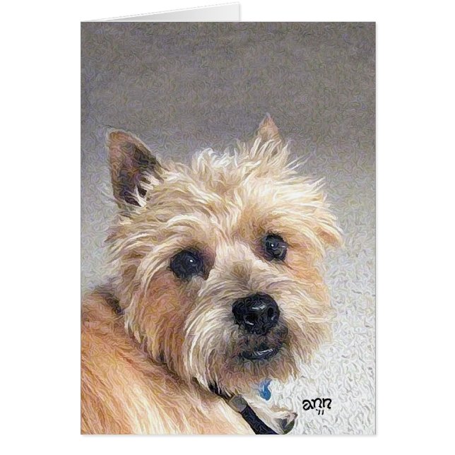 Gold Cairn Terrier (Devant)