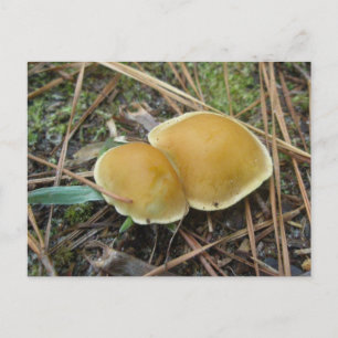 Gold Creme Pair OBX-Briefkaart Briefkaart