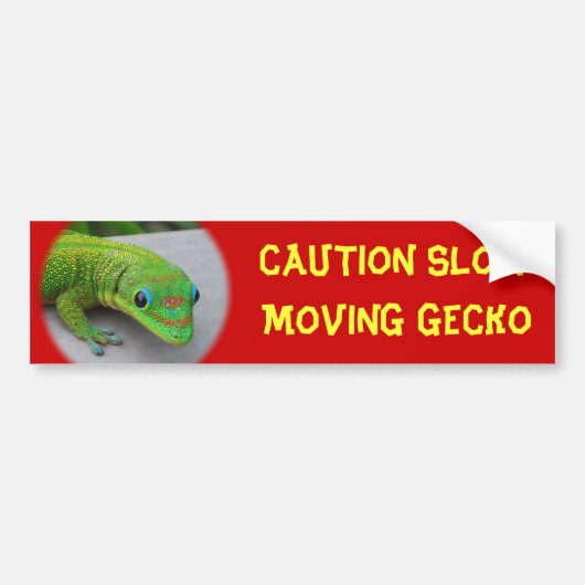 Gold Dust Day Gecko - Auditie en krijg wat Gecko Bumpersticker (Voorkant)