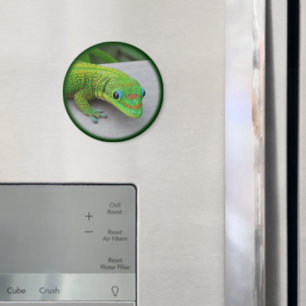 Gold Dust Day Gecko - Auditie en krijg wat Gecko Magneet