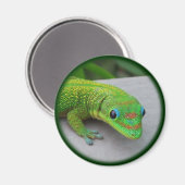 Gold Dust Day Gecko - Auditie en krijg wat Gecko Magneet (Voorkant / Achterkant)