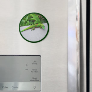 Gold Dust Day Gecko - Auditie en krijg wat Gecko Magneet