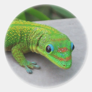 Gold Dust Day Gecko - Auditie en krijg wat Gecko Ronde Sticker