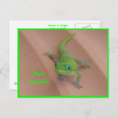 Gold Dust Day Gecko Briefkaart (Voorkant / Achterkant)