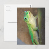 Gold Dust Day Gecko Foto  Briefkaart (Voorkant / Achterkant)