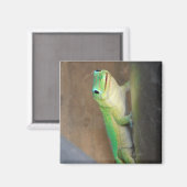 Gold Dust Day Gecko Foto Magneet (Voorkant / Achterkant)