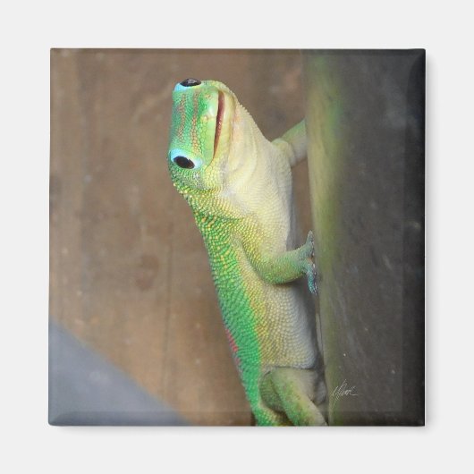 Gold Dust Day Gecko Foto Magneet (Voorkant)