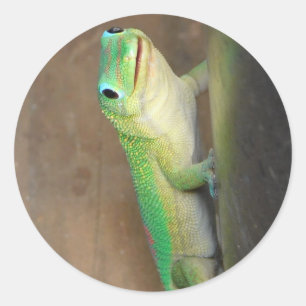 Gold Dust Day Gecko Foto Ronde Sticker