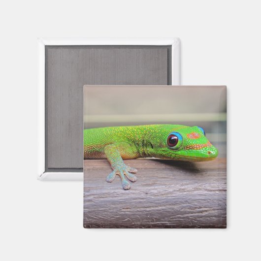 Gold Dust Day Gecko Magneet (Voorkant / Achterkant)