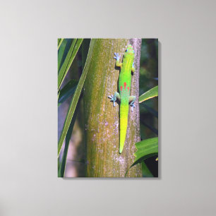 Gold Dust Gecko "gouden stofgekko", gekko, tropisc Canvas Afdruk