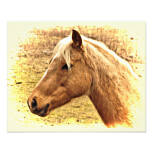 Gold en bruine paarden in Sun Animal Foto print Afdruk
