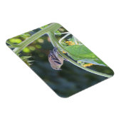 Gold Finch Femme Sur Un Magnet De Tournesol (Côté Droit)