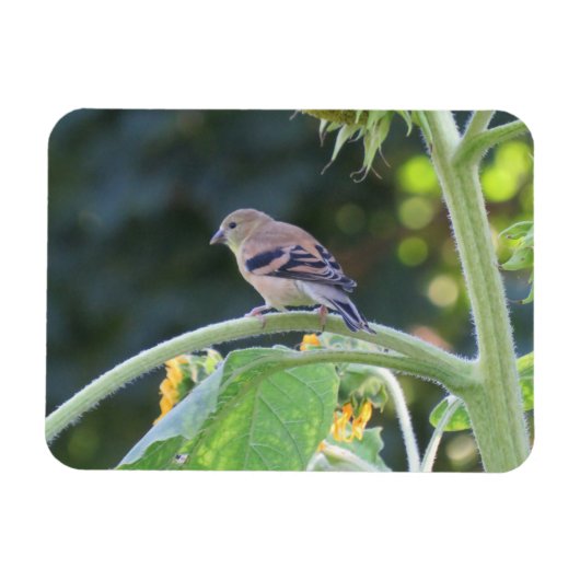 Gold Finch Femme Sur Un Magnet De Tournesol (Horizontal)