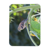Gold Finch Femme Sur Un Magnet De Tournesol (Vertical)