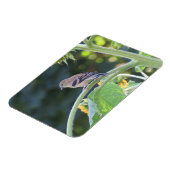 Gold Finch Femme Sur Un Magnet De Tournesol (Côté Gauche)