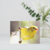 Gold Finch pivotant sur la carte postale du charge (Debout devant)