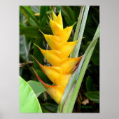 Gold Heliconia Poster (Voorkant)