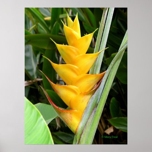 Gold Heliconia Poster (Voorkant)