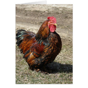 Gold Laced Bantam Cochin Rooster