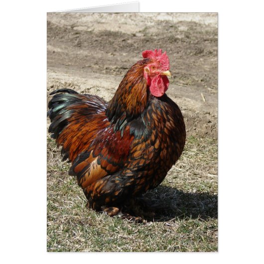 Gold Laced Bantam Cochin Rooster (Voorkant)