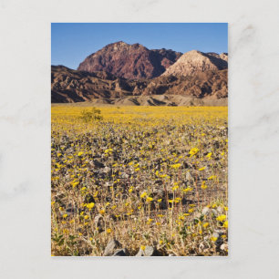 Gold Rush Briefkaart