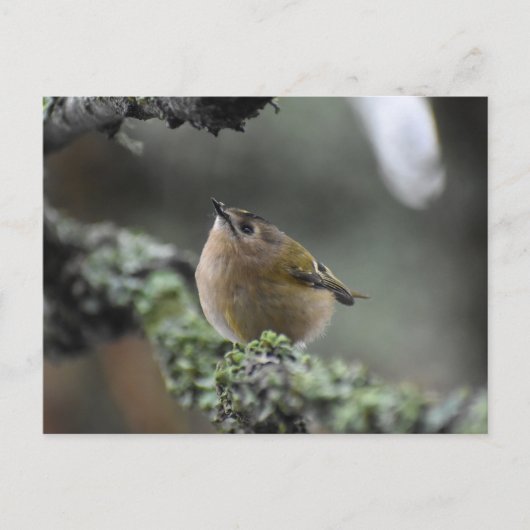Goldcrest Briefkaart (Voorkant)