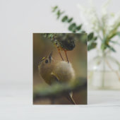 Goldcrest Briefkaart (Staand voorkant)